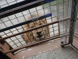 lion.jpg