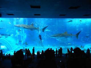 okinawa4.jpg